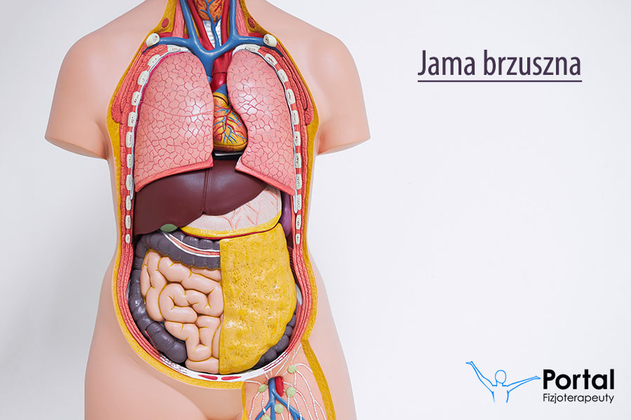 Jama brzuszna