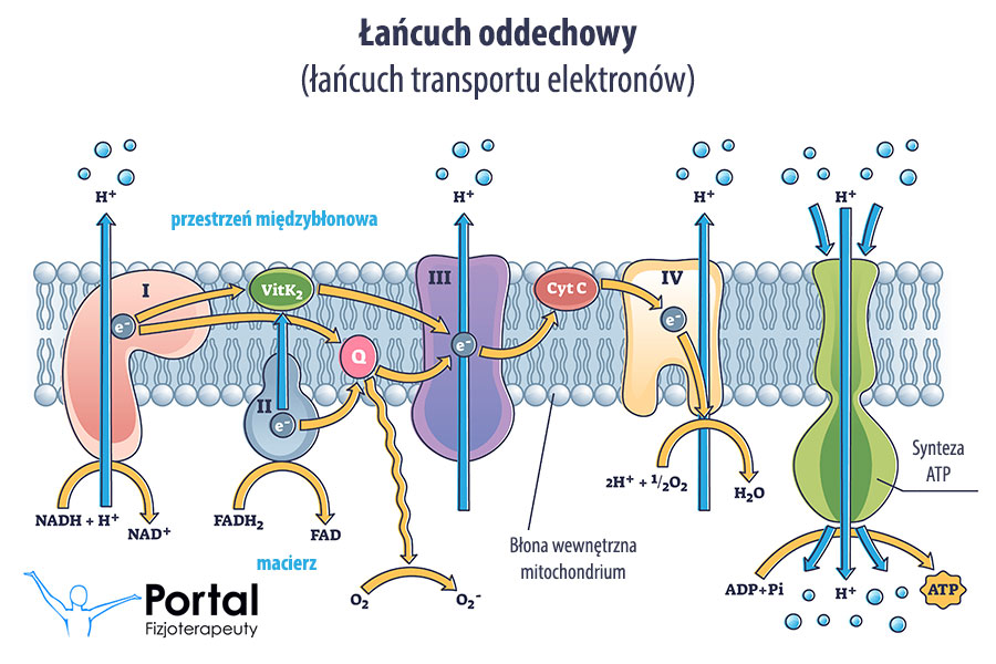 Łańcuch oddechowy (łańcuch transportu elektronów)