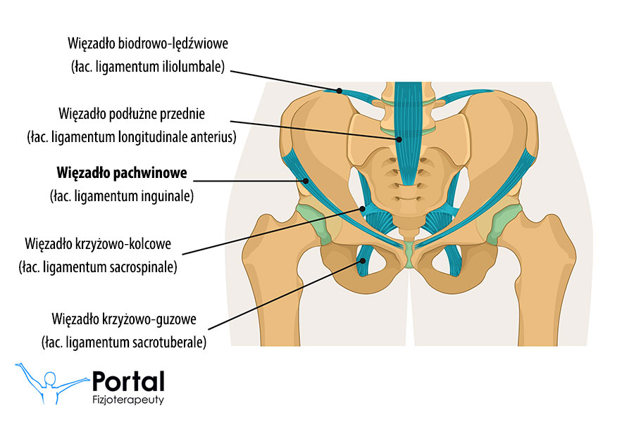 Więzadło pachwinowe (łac. ligamentum inguinale)