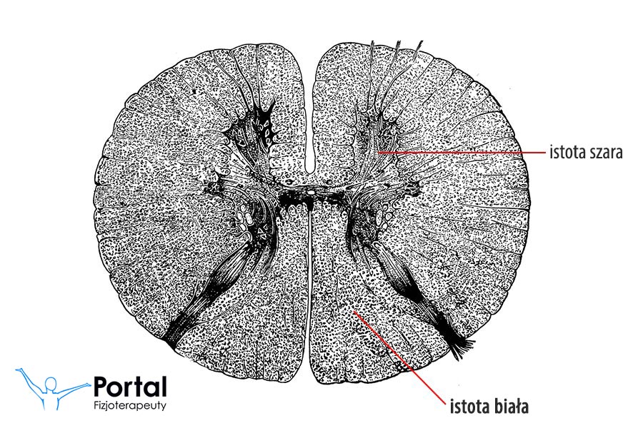 Istota biała (łac. substantia alba)