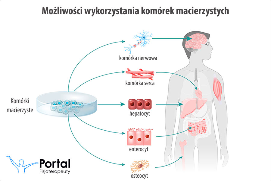 Komórki macierzyste