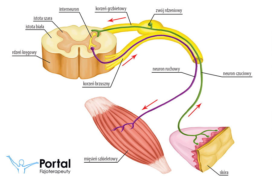 Somatyczny układ nerwowy
