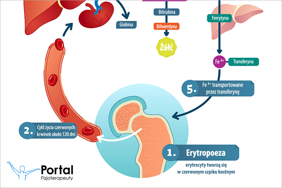 RBC (ang. Red Blood Cells)