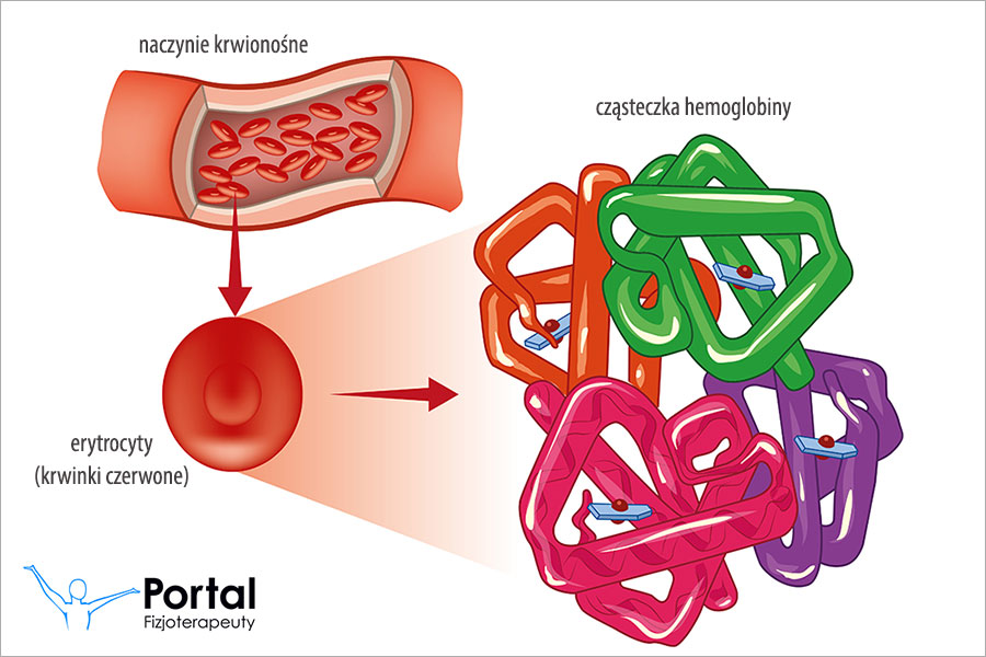 MCHC (ang. Mean Corpuscular Haemoglobin Concentration)
