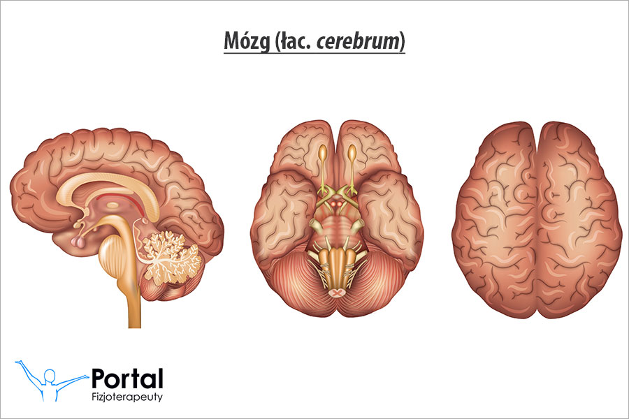Mózg (łac. cerebrum)