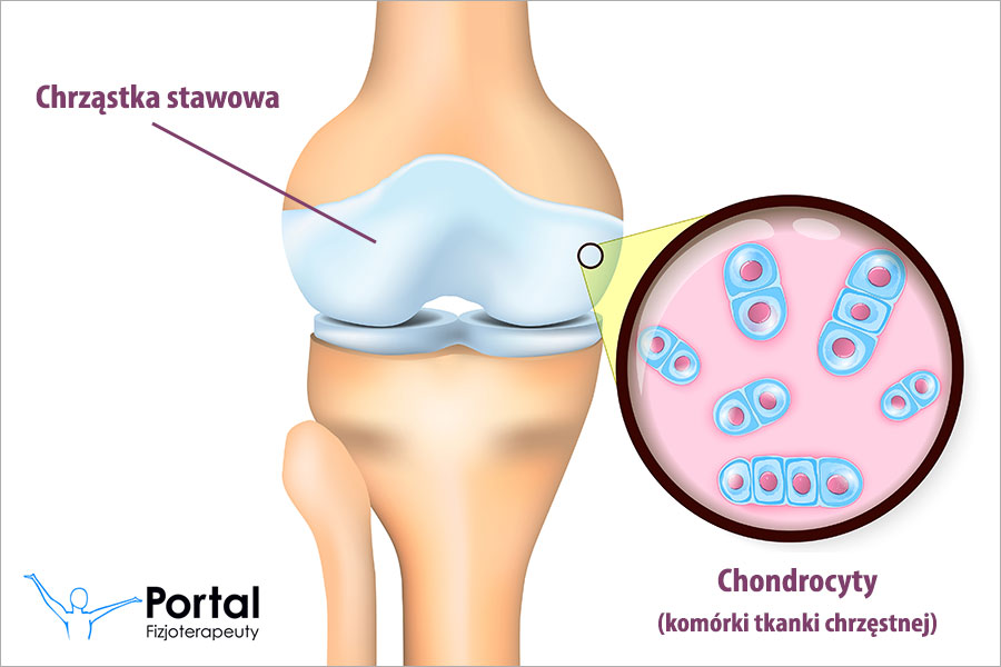 Chrząstka stawowa - chondrocyty