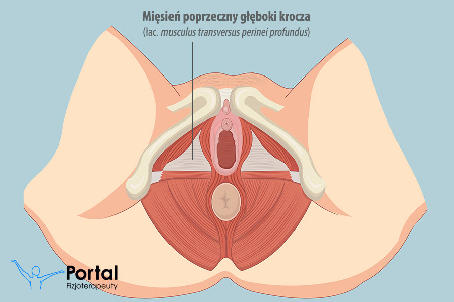 Mięsień poprzeczny głęboki krocza (łac. musculus transversus perinei profundus)
