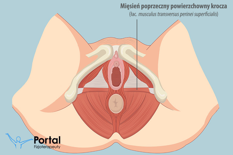 Mięsień poprzeczny powierzchowny krocza (łac. musculus transversus perinei superficialis)