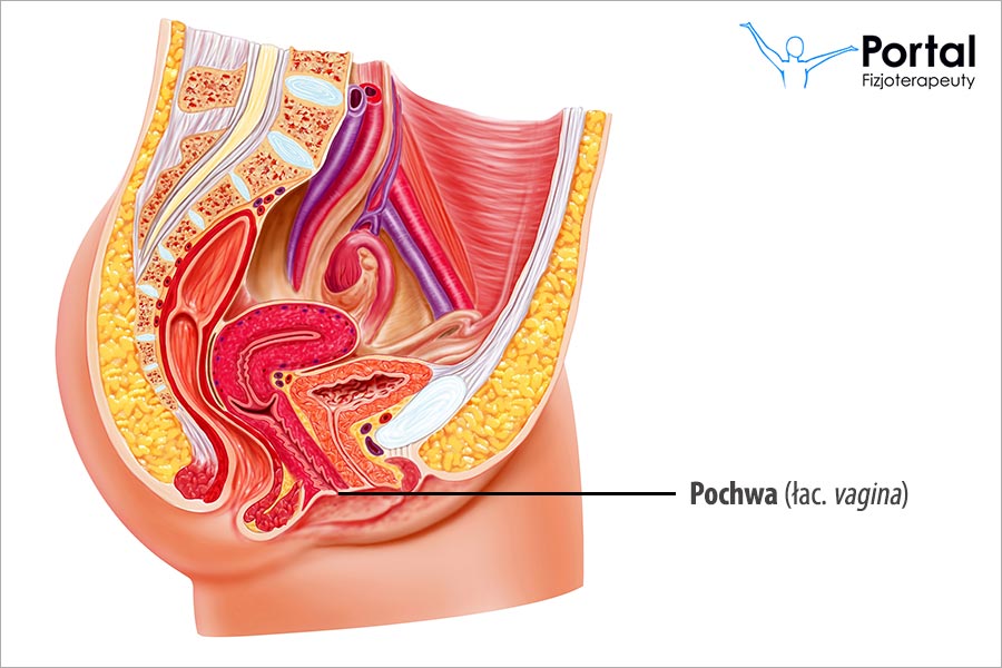 Pochwa (łac. vagina)