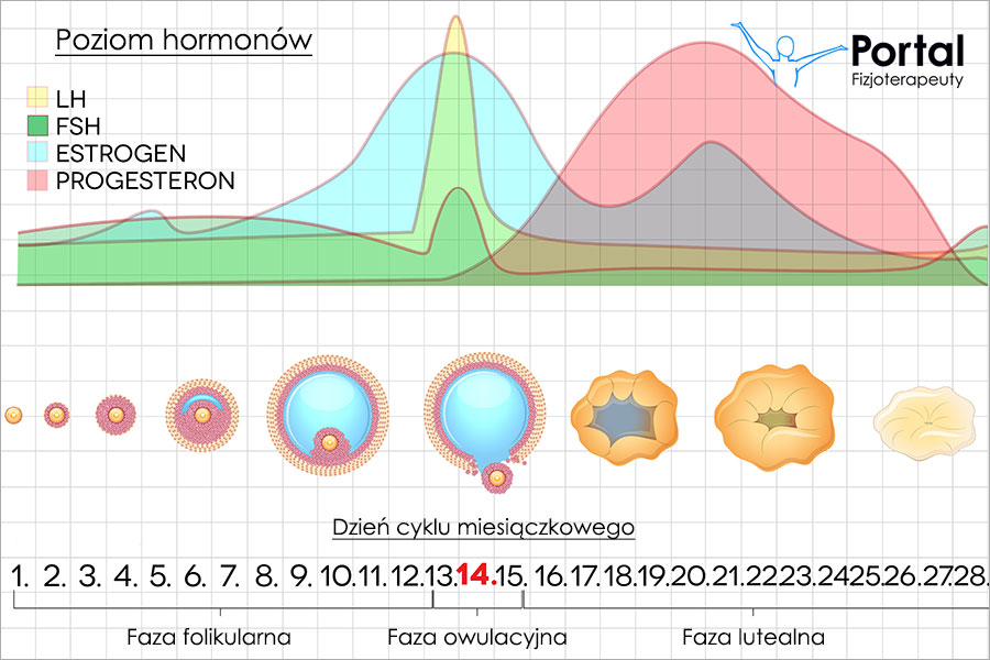 Gospodarka hormonalna