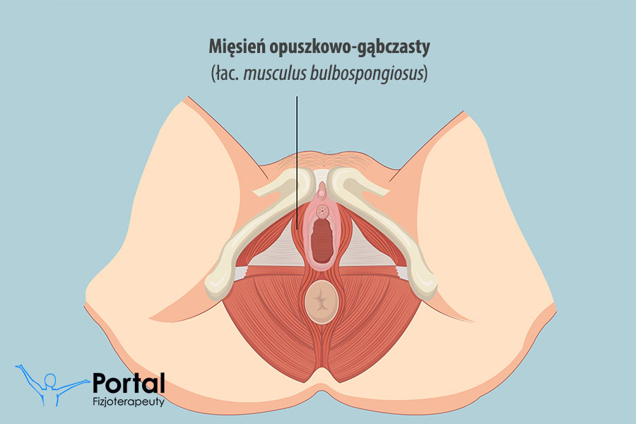 Mięsień opuszkowo-gąbczasty (łac. musculus bulbospongiosus)