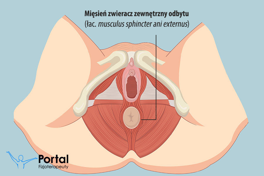 Mięsień zwieracz zewnętrzny odbytu (łac. musculus sphincter ani externus)