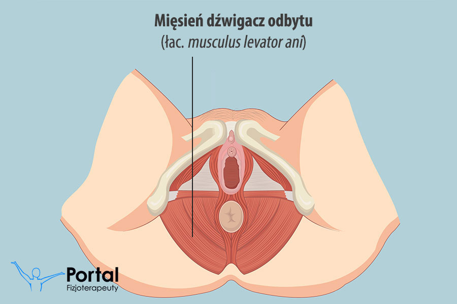 Mięsień dźwigacz odbytu (łac. musculus levator ani)