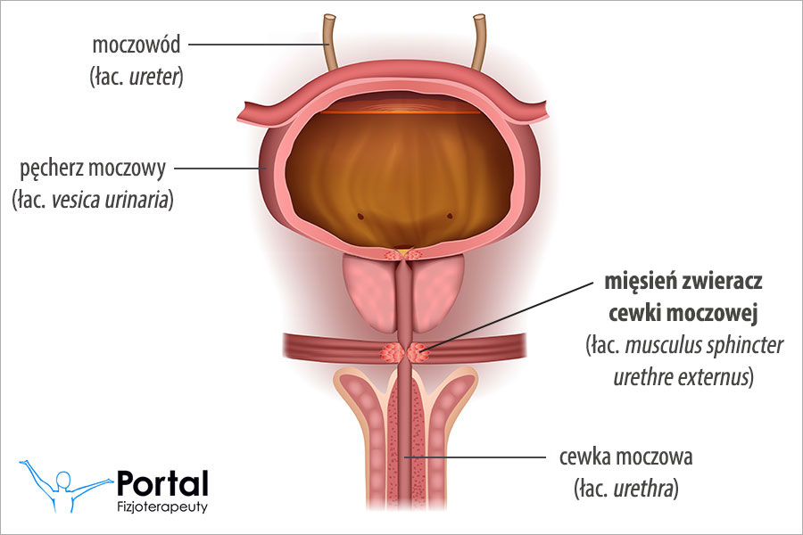 Mięsień zwieracz cewki moczowej (łac. musculus sphincter urethre externus)