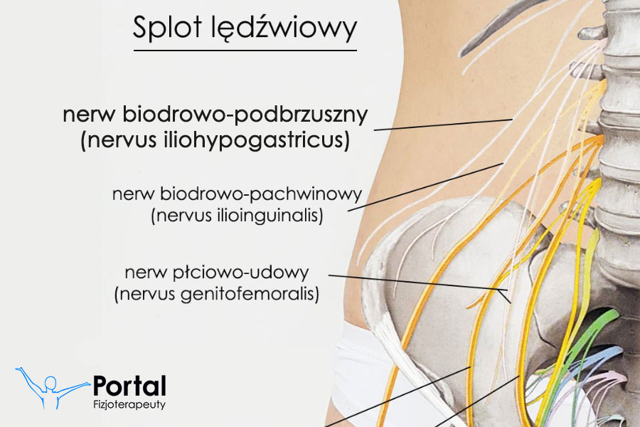 Nerw biodrowo-podbrzuszny (łac. nervus iliohypogastricus)