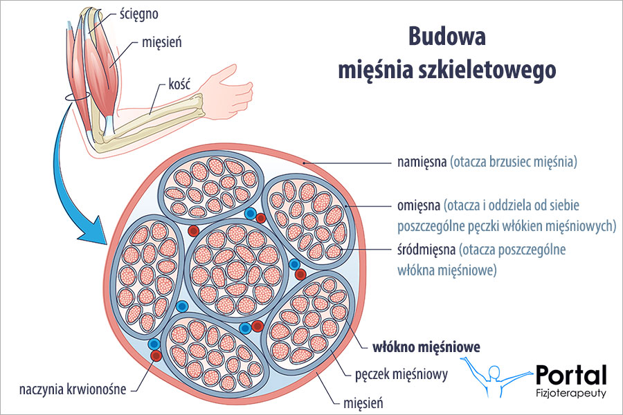 Włókno mięśniowe