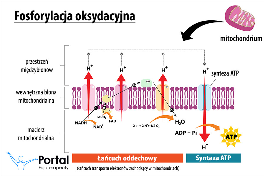 Fosforylacja oksydacyjna