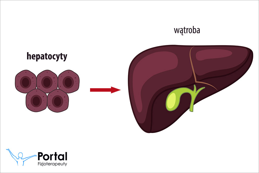 Hepatocyty