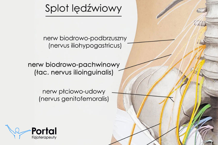 Nerw biodrowo-pachwinowy (łac. nervus ilioinguinalis)
