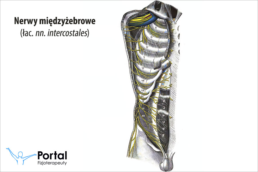 Nerwy międzyżebrowe (łac. nn. intercostales)