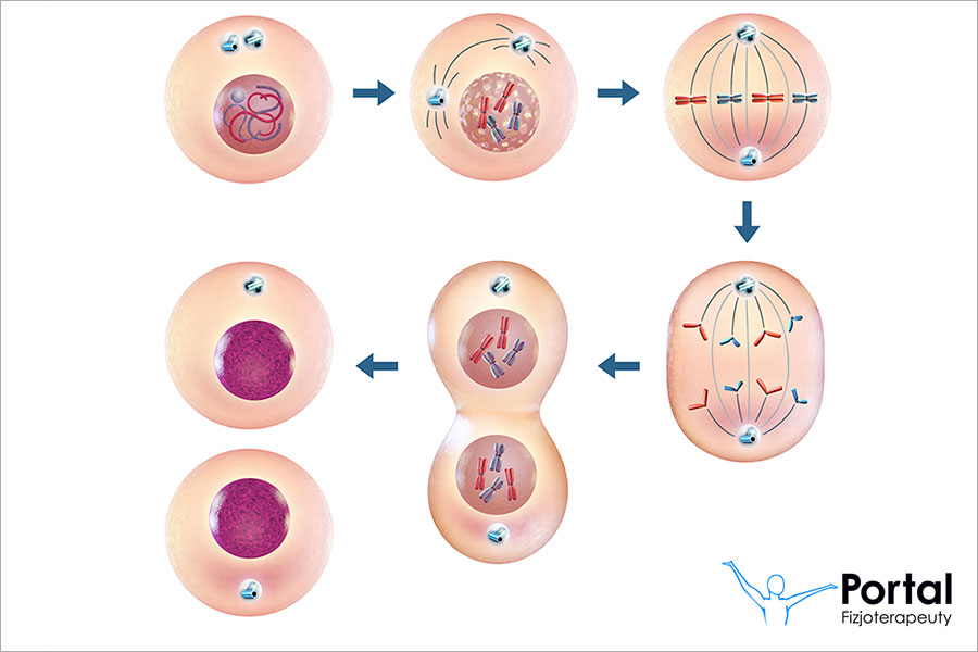 Podziały komórkowe