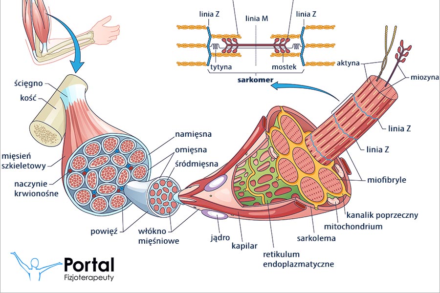 Mięsień szkieletowy - skurcz mięśnia