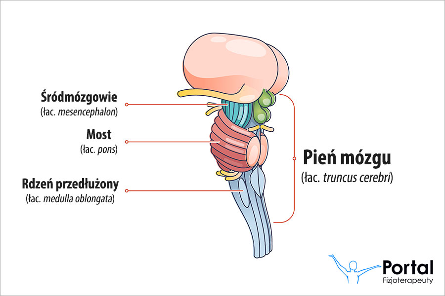 Zapalenie pnia mózgu