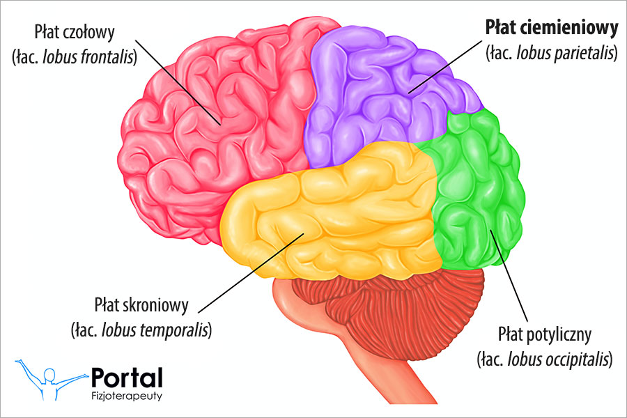 Płat ciemieniowy (łac. lobus parietalis)