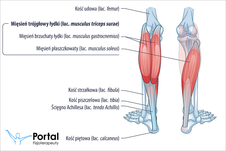 Mięsień trójgłowy łydki (łac. musculus triceps surae)