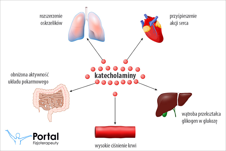 Katecholaminy
