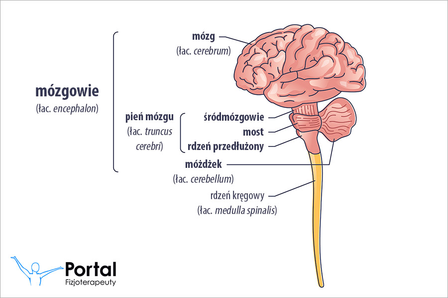Mózgowie (łac. encephalon)