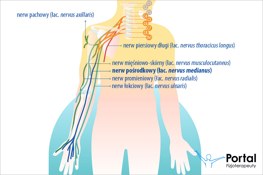 Nerw pośrodkowy (łac. nervus medianus)
