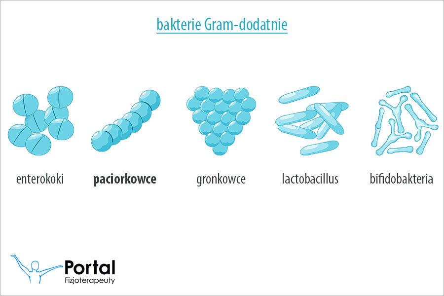 Paciorkowce (streptokoki)
