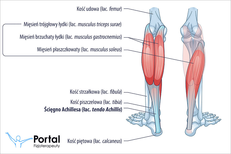 Ścięgno Achillesa (łac. tendo Achillis)
