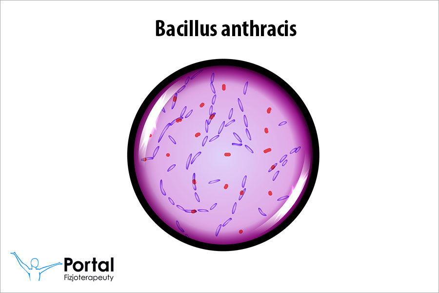 Bacillus anthracis