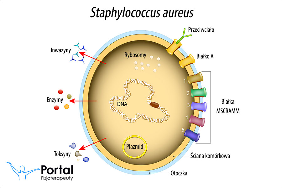 Gronkowce (Staphylococcus aureus)