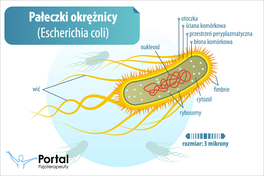 Pałeczki okrężnicy
