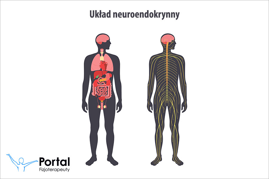 Układ neuroendokrynny