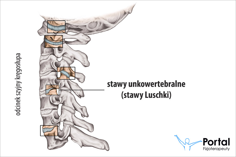 Stawy unkowertebralne