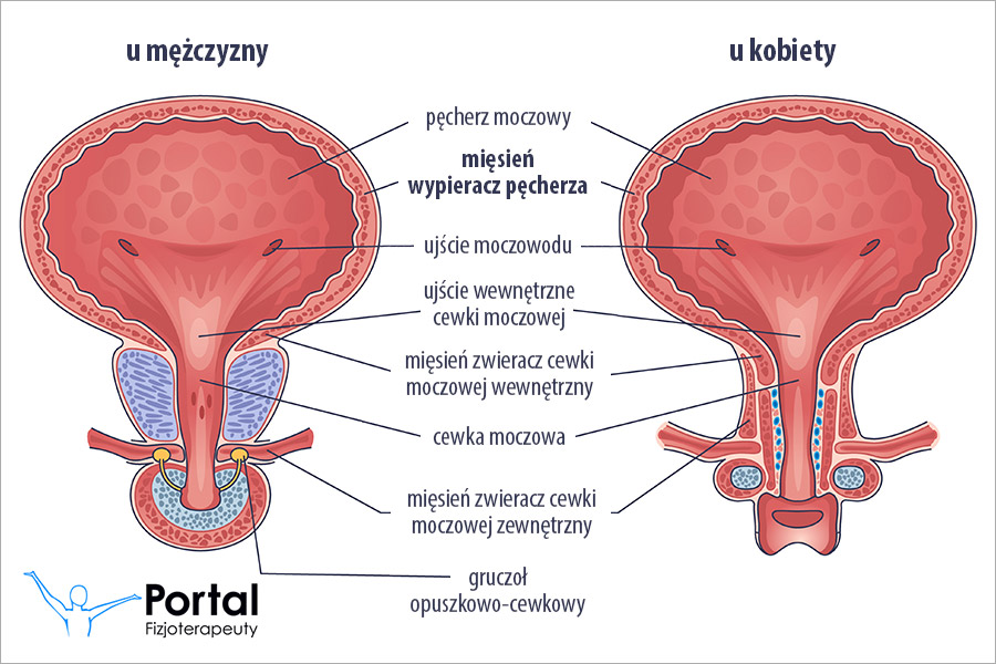 Mięsień wypieracz pęcherza