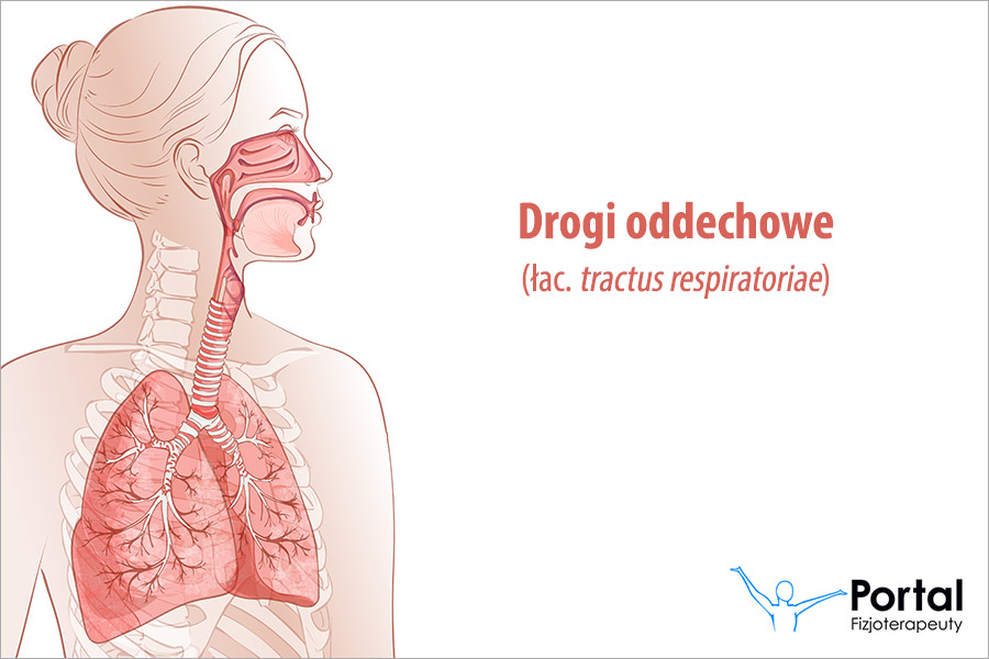 Drogi oddechowe (łac. tractus respiratoriae)