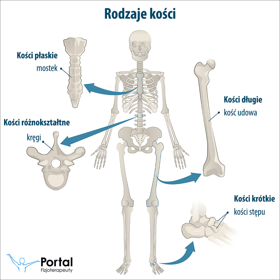 Rodzaje kości