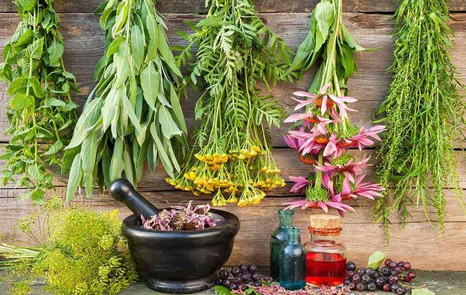 Zioła na bóle mięśni, stawów i kręgosłupa – Nauki Zielares