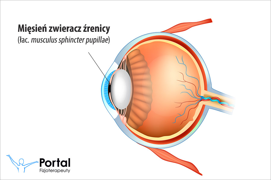 Mięsień zwieracz źrenicy (łac. musculus sphincter pupillae)