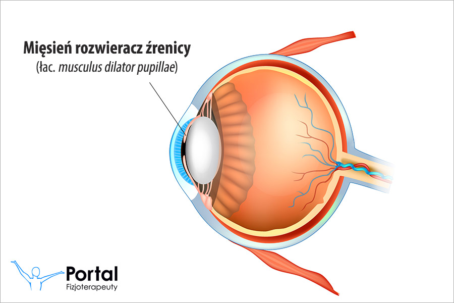 Mięsień rozwieracz źrenicy