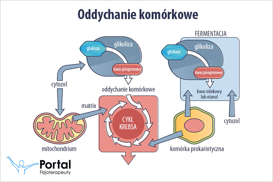 Odychanie komórkowe
