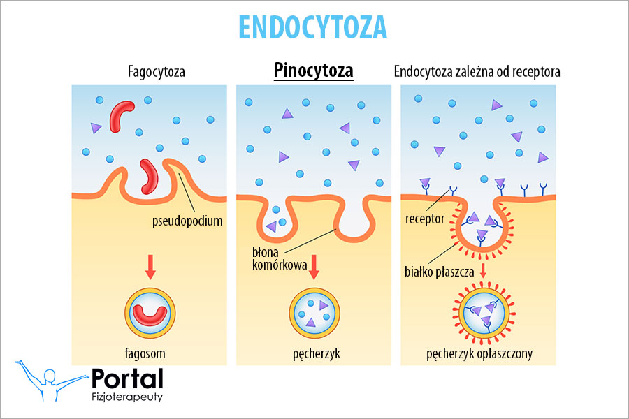 Pinocytoza