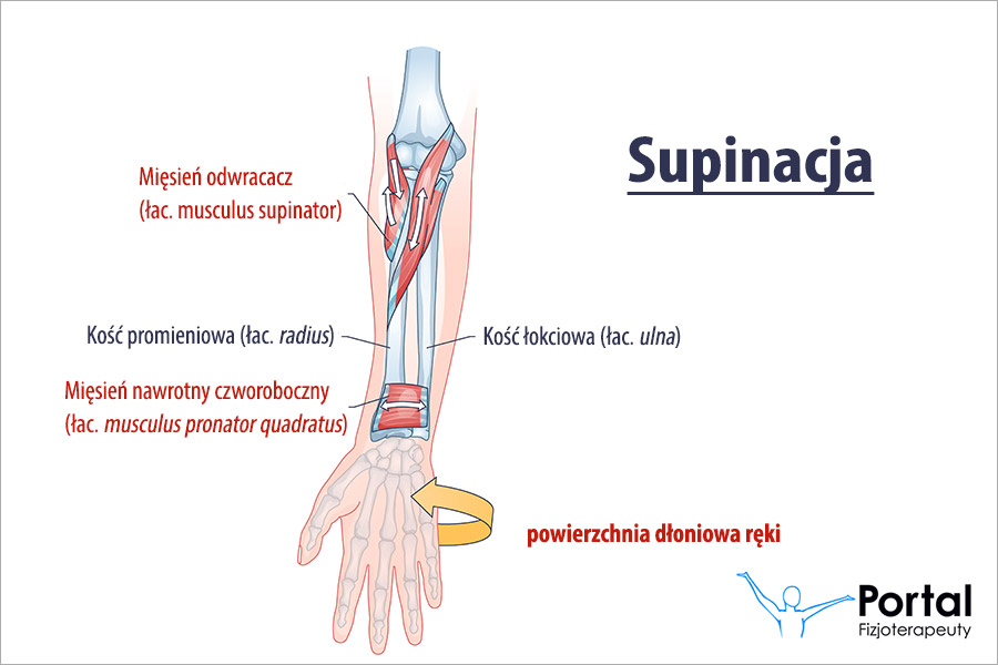Supinacja