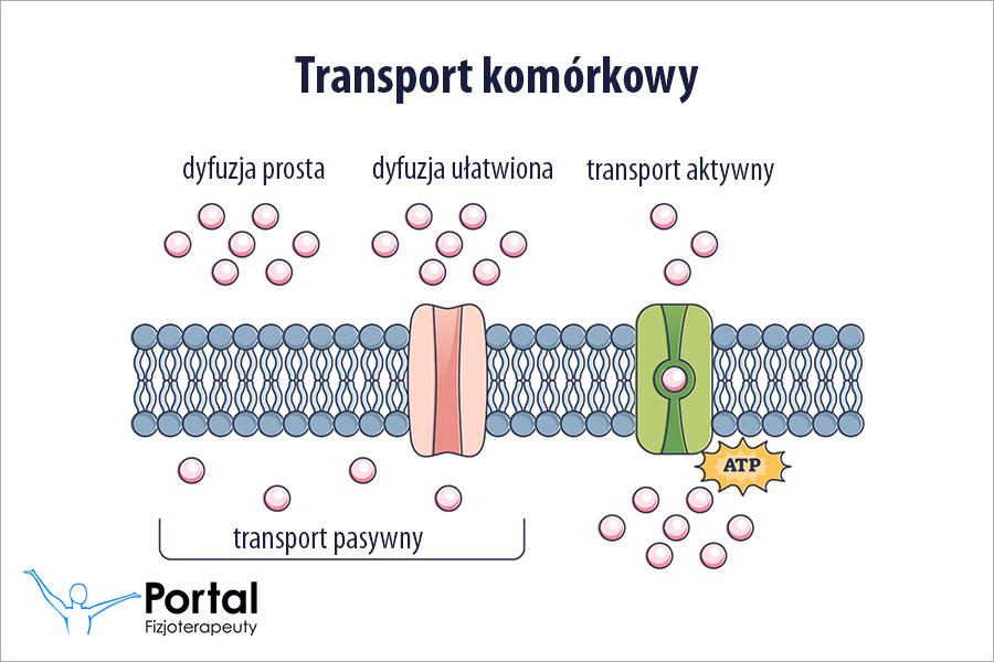 Gospodarka wodno-elektrolitowa
