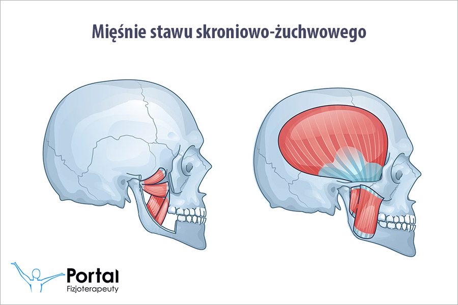 Mięśnie stawu skroniowo-żuchwowego